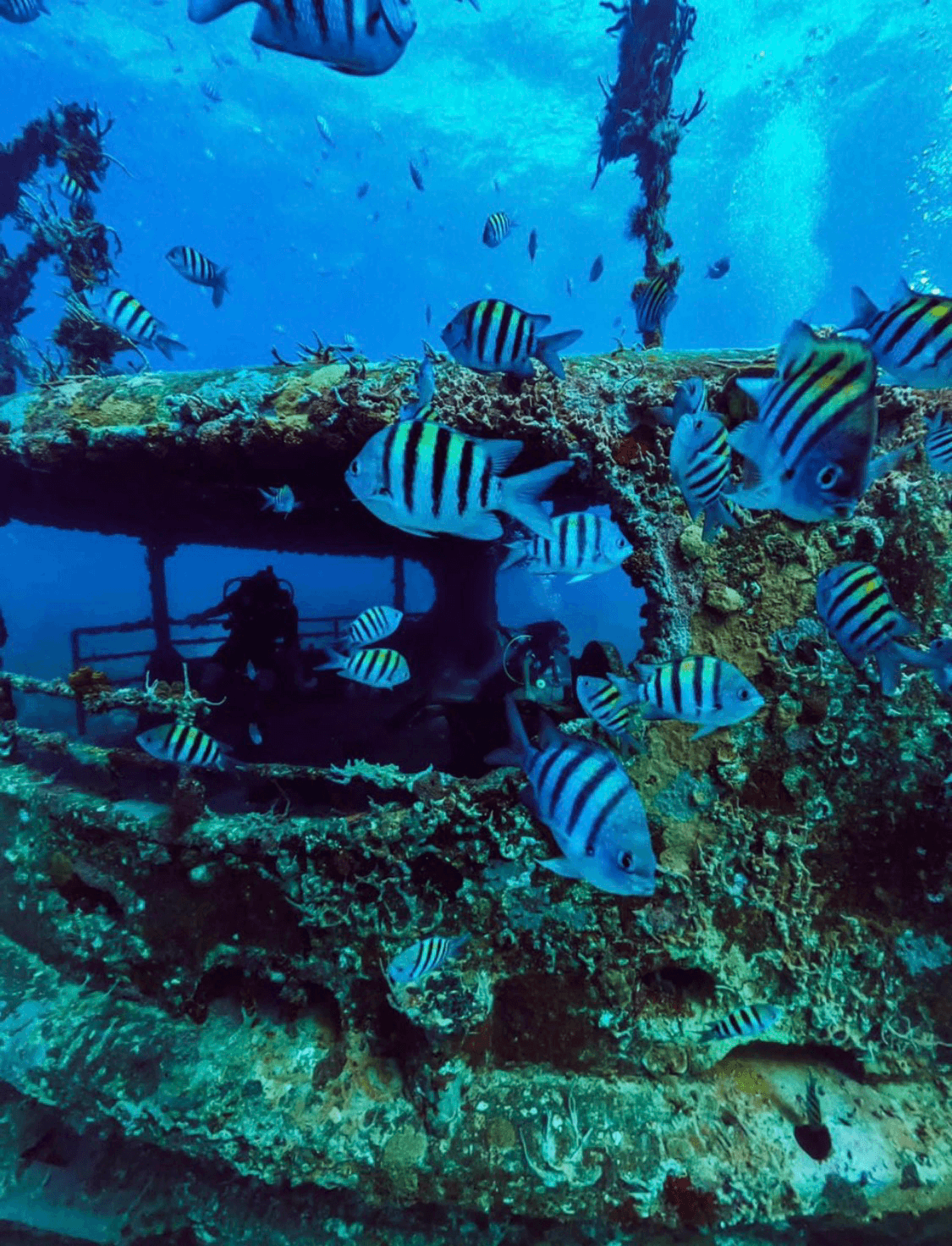 Scuba Diving photo 1