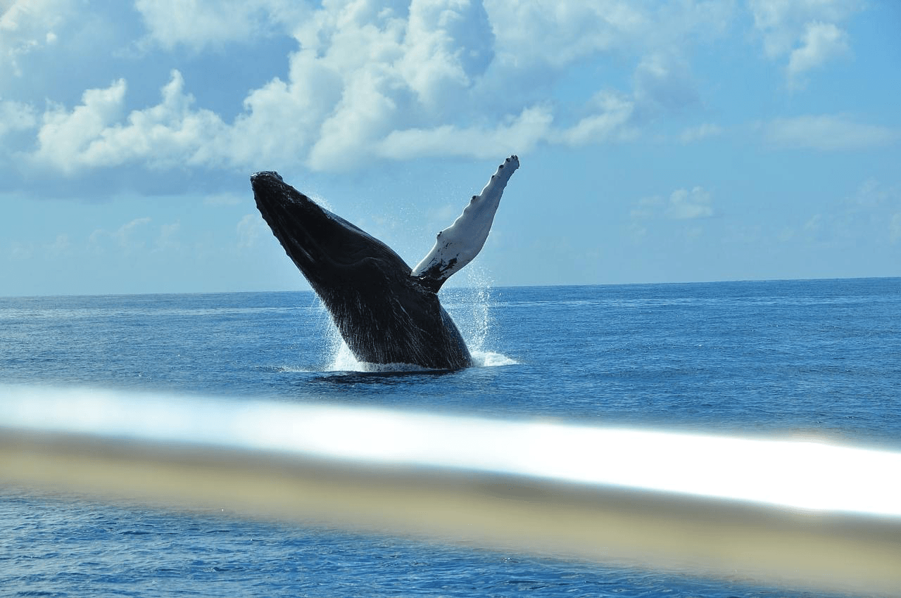Samaná Peninsula excursion