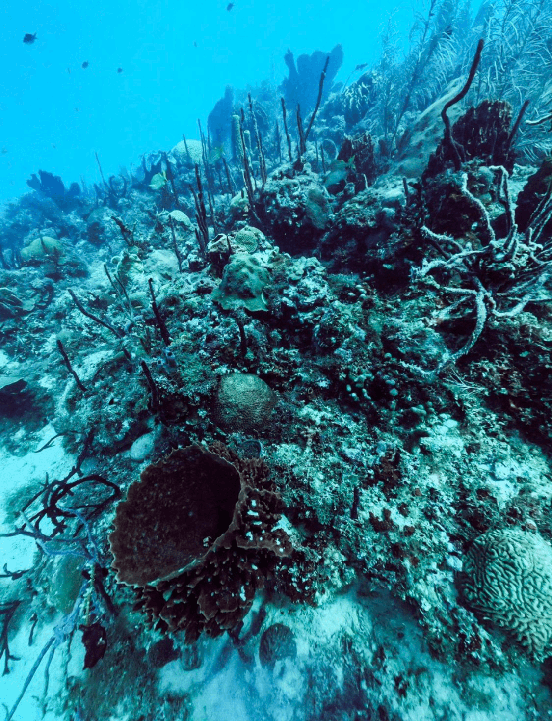 Scuba Diving photo 2